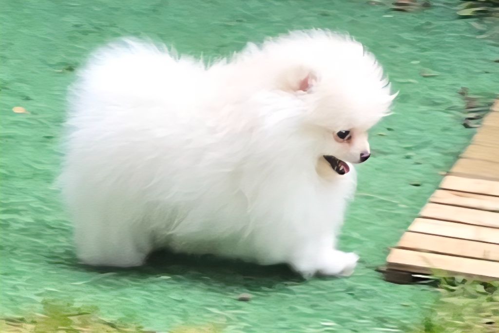 CHIOT 2