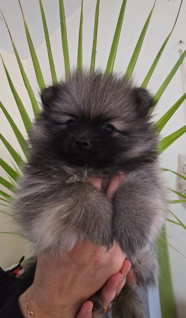 Des Merveilles D'Ipolytza - Chiots disponibles - Spitz allemand
