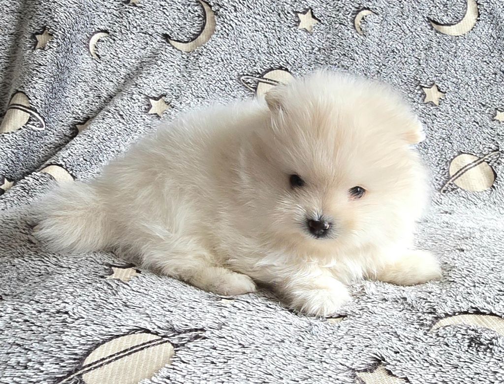 Des Merveilles D'Ipolytza - Chiots disponibles - Spitz allemand