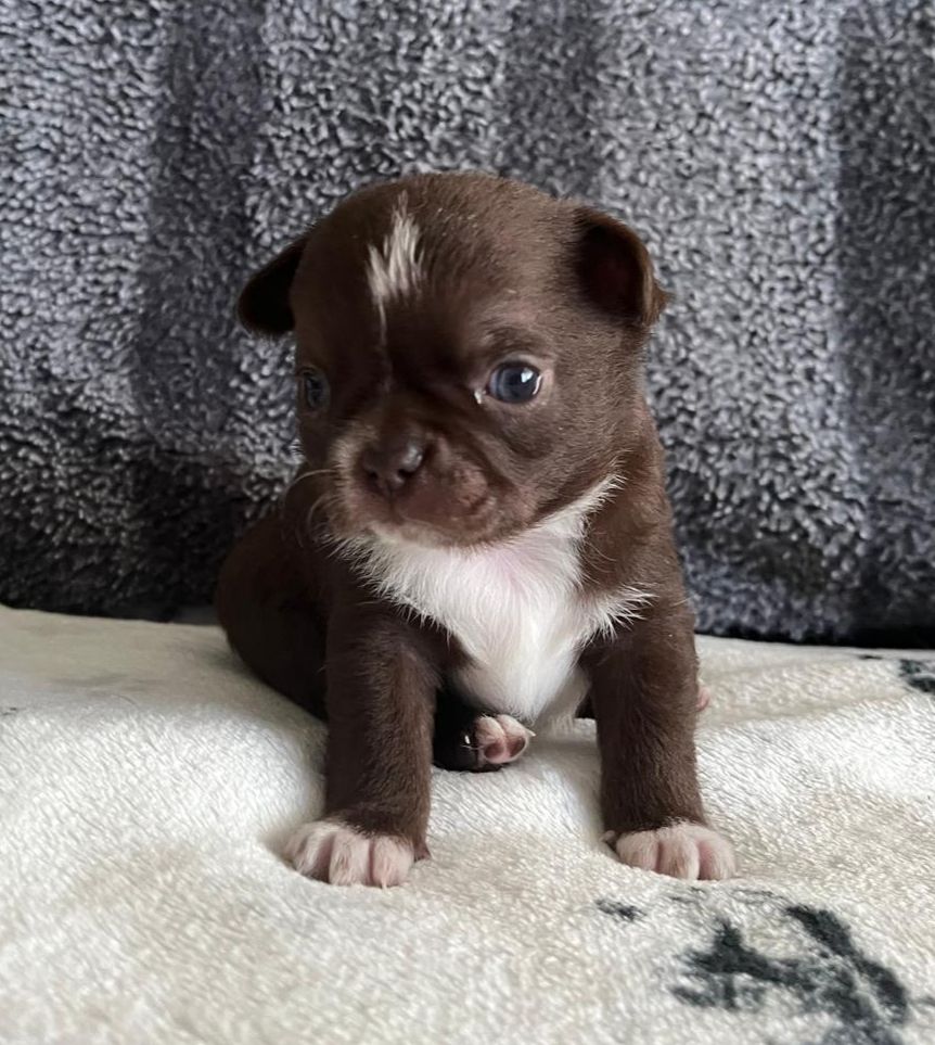 Des Merveilles D'Ipolytza - Chiots disponibles - Chihuahua