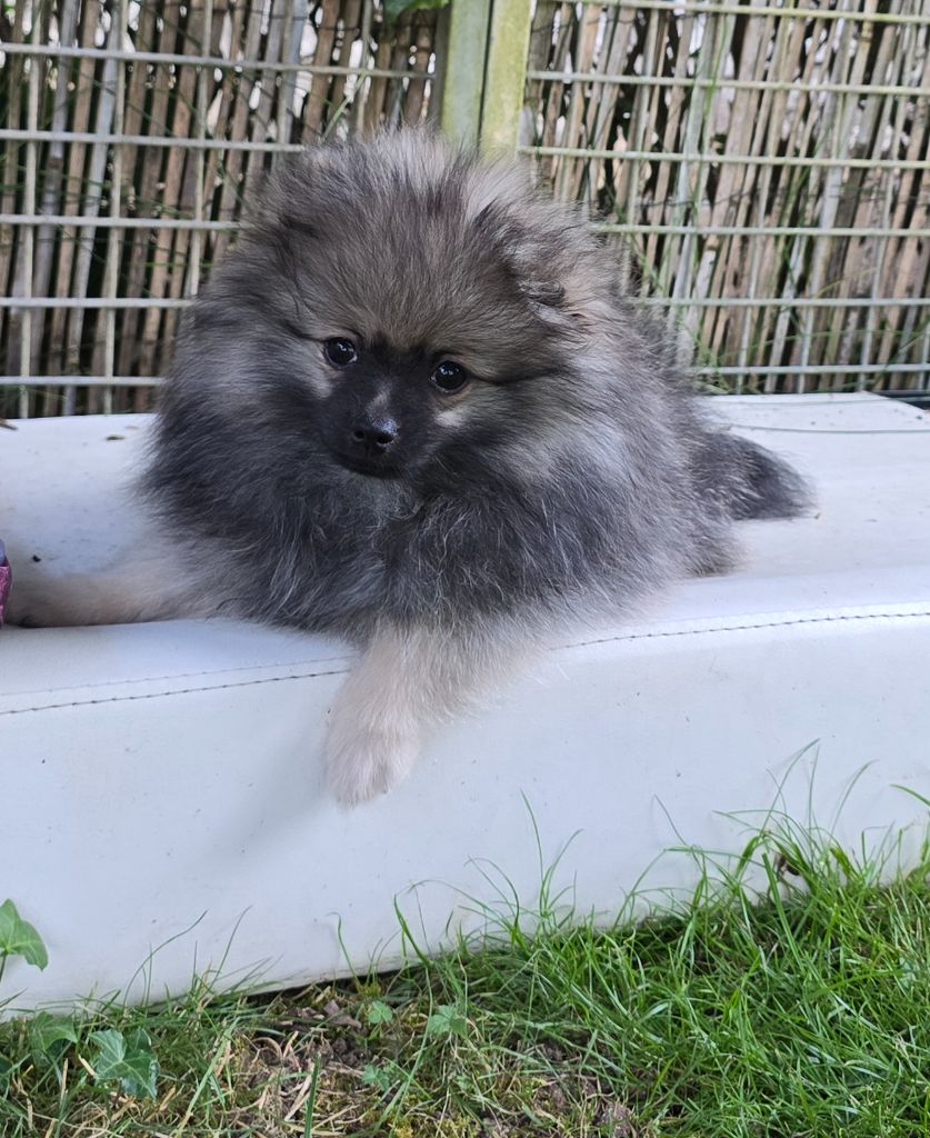 Des Merveilles D'Ipolytza - Chiots disponibles - Spitz allemand